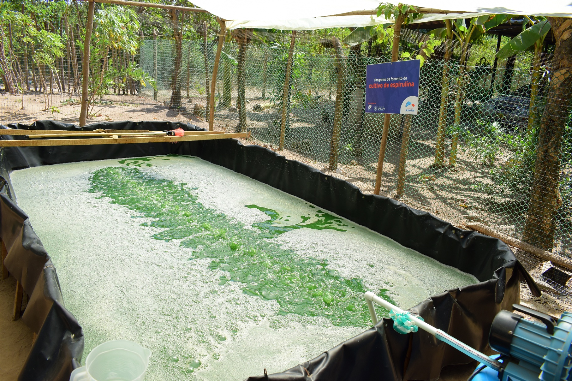 Cultivo de espirulina Fundación Atlántida